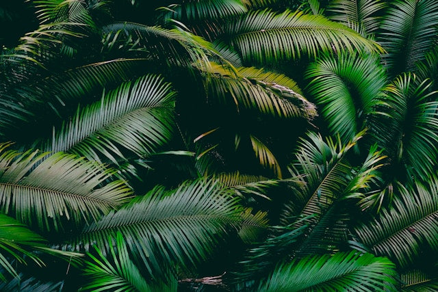 Photo of a group of tropical leaves