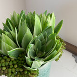 Succulent Arrangement in Spotted Blue Ceramic