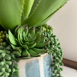 Blue Striped Vase Aloe Vera