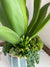 Blue Striped Vase Aloe Vera