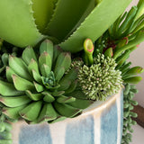 Blue Striped Vase Aloe Vera