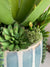 Blue Striped Vase Aloe Vera