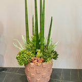 Succulent Arrangement in Vase