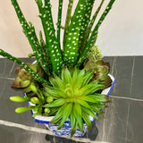 Succulent Arrangement in Blue Vase