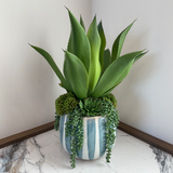 Blue Striped Vase Aloe Vera