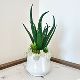 Succulent Arrangement in White Frog Pot