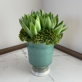 Succulent Arrangement in Spotted Blue Ceramic