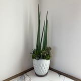 Tall Succulent Arrangement in White Pot